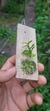 Dendrobium loddigesii - Orquidário Aparecida