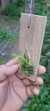 Imagem do Dendrobium loddigesii