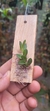 Acianthera bragae