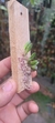 Acianthera bragae - loja online