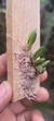 Acianthera bragae - Orquidário Aparecida