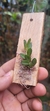 Acianthera bragae - comprar online