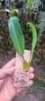 Bulbophyllum rothschildianum
