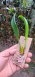 Imagem do Bulbophyllum rothschildianum