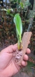 Bulbophyllum rothschildianum - loja online