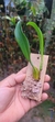 Bulbophyllum rothschildianum - comprar online