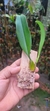 Bulbophyllum rothschildianum - Orquidário Aparecida