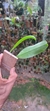 Bulbophyllum rothschildianum - comprar online