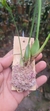 Maxillaria tenuifolha - loja online