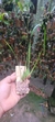 Maxillaria tenuifolha na internet