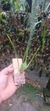 Maxillaria tenuifolha - comprar online