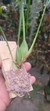 Maxillaria tenuifolha - loja online