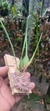 Maxillaria tenuifolha na internet