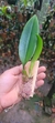Bulbophyllum louis sanders (p) - loja online