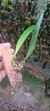 Bulbophyllum louis sanders (p) - Orquidário Aparecida