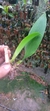Bulbophyllum louis sanders (p) - comprar online