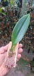 Imagem do Bulbophyllum louis sanders (p)