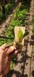 Pabstiella hians - loja online
