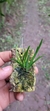 Leptotes bicolor X Leptotes tenuis - loja online