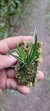 Leptotes bicolor X Leptotes tenuis - comprar online
