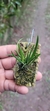 Leptotes bicolor X Leptotes tenuis na internet