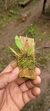 Acianthera klotzschiana var lampoglossa - comprar online