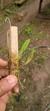 Acianthera klotzschiana var lampoglossa