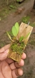 Acianthera klotzschiana var lampoglossa - loja online