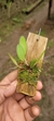 Acianthera klotzschiana var lampoglossa - Orquidário Aparecida