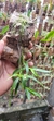 Dendrobium Hercoglossum na internet