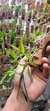 Dendrobium Hercoglossum - loja online