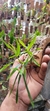 Dendrobium Hercoglossum - comprar online