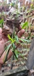Dendrobium Hercoglossum