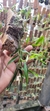 Imagem do Dendrobium Hercoglossum