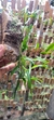 Dendrobium Hercoglossum na internet