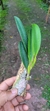 Laelia pumila "vinicolor" - loja online