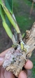 Laelia pumila "vinicolor" - Orquidário Aparecida