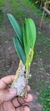 Laelia pumila "vinicolor" na internet