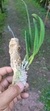 Laelia pumila "vinicolor" - comprar online