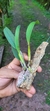 Laelia pumila "vinicolor" na internet