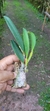 Laelia pumila "vinicolor" - comprar online