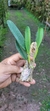 Laelia pumila "vinicolor" - loja online