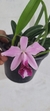 Laelia pumila "vinicolor"