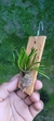 Acianthera Sonderiana - loja online