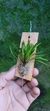 Acianthera Sonderiana - comprar online
