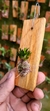 Dryadella liliputiana - comprar online