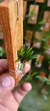 Dryadella liliputiana - comprar online