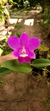 Cattleya LC. aloha case - comprar online