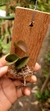 Acianthera hamosa - comprar online