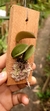 Acianthera hamosa - comprar online